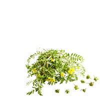 Tribulus Terrestris